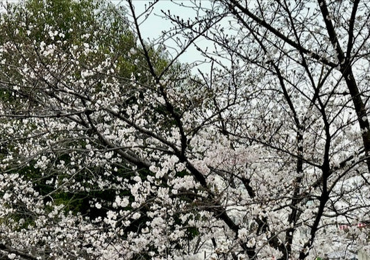 春の季節に思うこと／桜